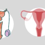 Reproductive System - Development and Differentiation