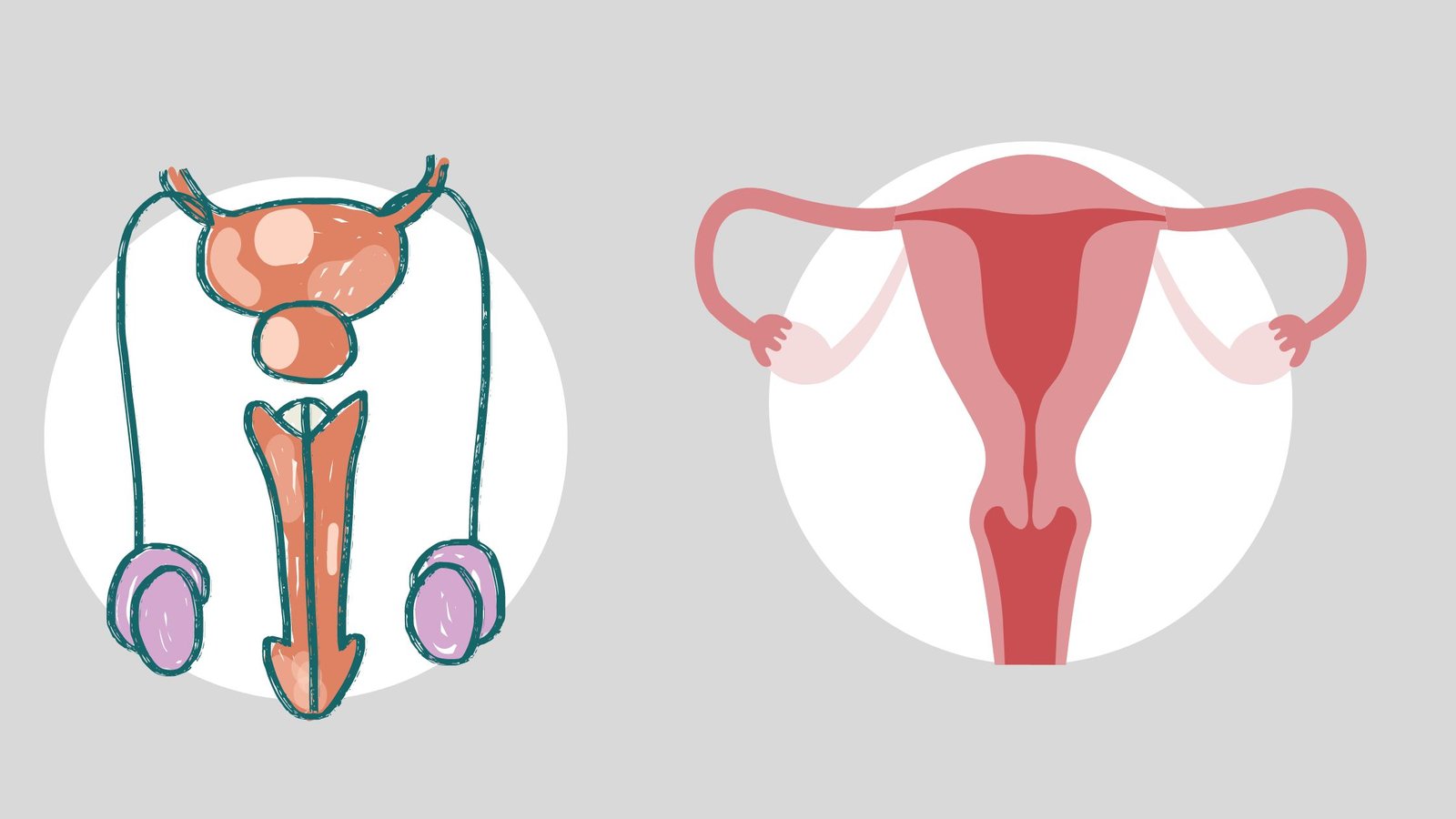 Reproductive System - Development and Differentiation