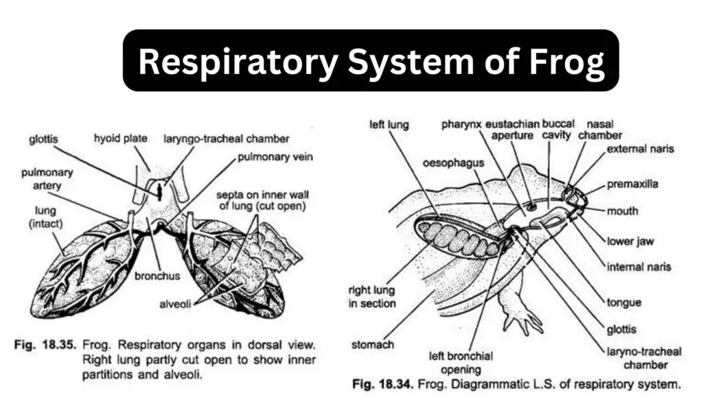 Respiratory System of Frog - Biology Notes Online