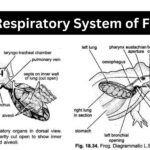 Respiratory System of Frog