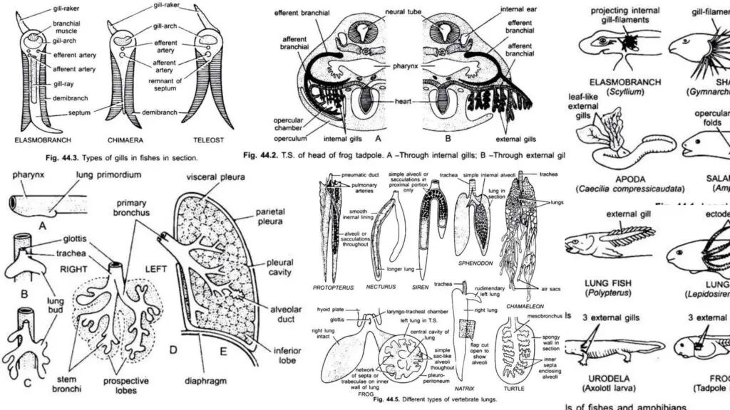 Respiratory System of Vertebrata - Skin, Gills, Lungs and Air Sacs ...