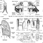 Respiratory System of Vertebrata - Skin, Gills, Lungs and Air Sacs