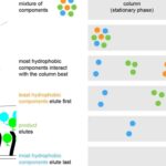 Reversed-Phase Chromatography - Principle, Protocol, Applications