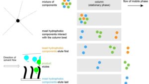 Reversed-Phase Chromatography – Principle, Protocol, Applications