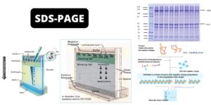 SDS-PAGE – Sodium Dodecyl Sulfate Polyacrylamide Gel Electrophoresis (PAGE)