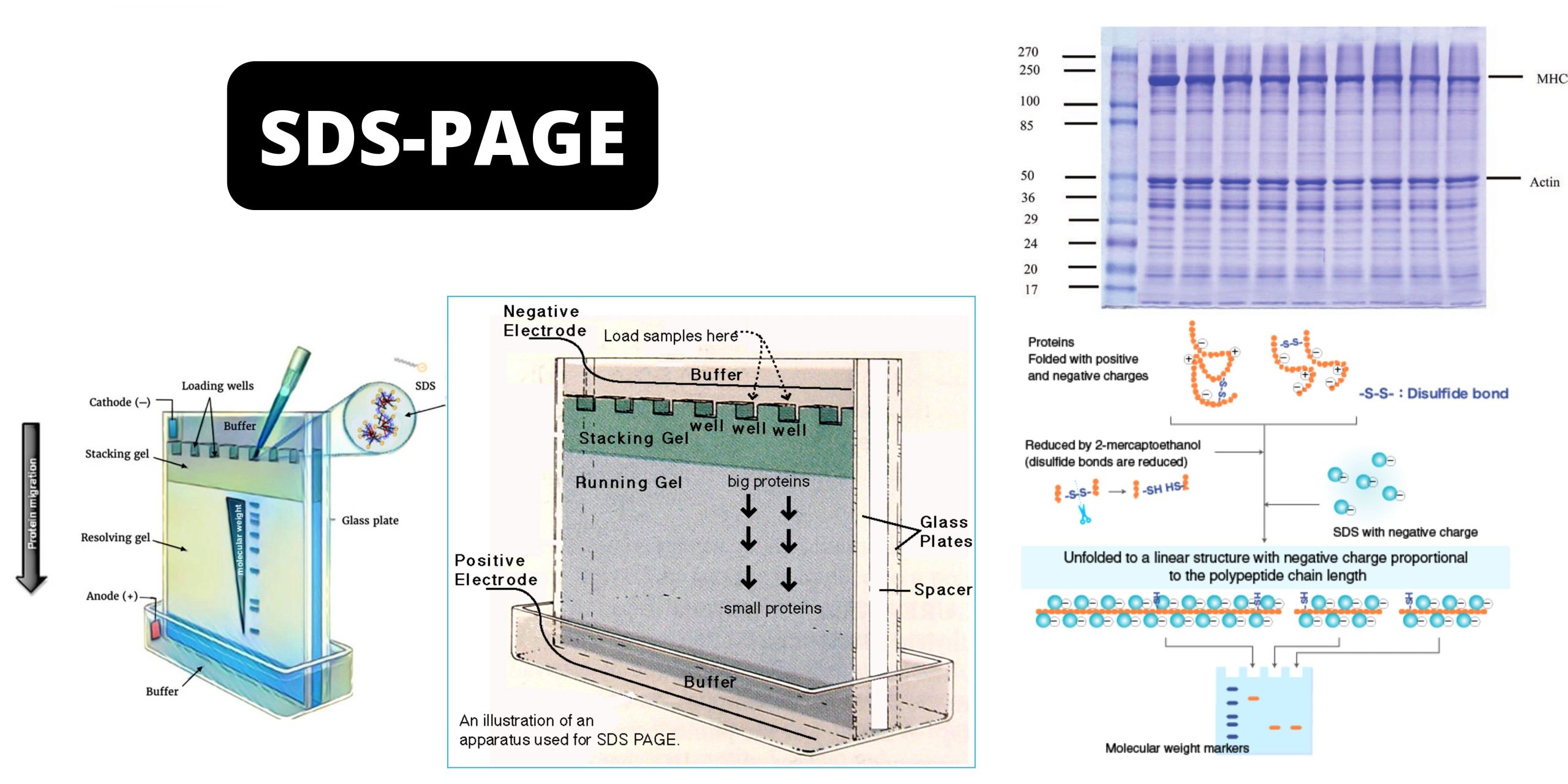 SDS-PAGE - Sodium Dodecyl Sulfate Polyacrylamide Gel Electrophoresis (PAGE)