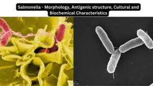 Salmonella – Morphology, Antigenic structure, Cultural and Biochemical Characteristics