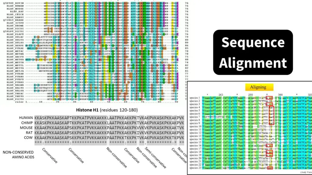 Sequence Alignment - Definition, Types, Tools, Applications - Biology ...