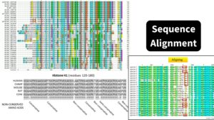 Sequence Alignment – Definition, Types, Tools, Applications