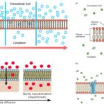 Simple diffusion definition, principle, examples, applications