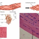 Smooth Muscle - Definition, Structure, Mechanism, Functions