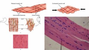 Smooth Muscle – Definition, Structure, Mechanism, Functions