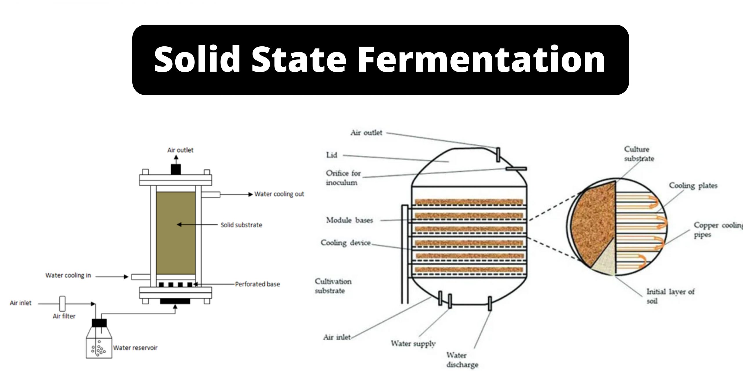 Solid State Fermentation (SSF) - Definition, Steps, Bioreactor, Applications