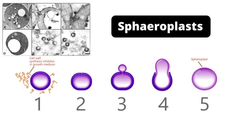Sphaeroplasts - Definition, Formation, Applications