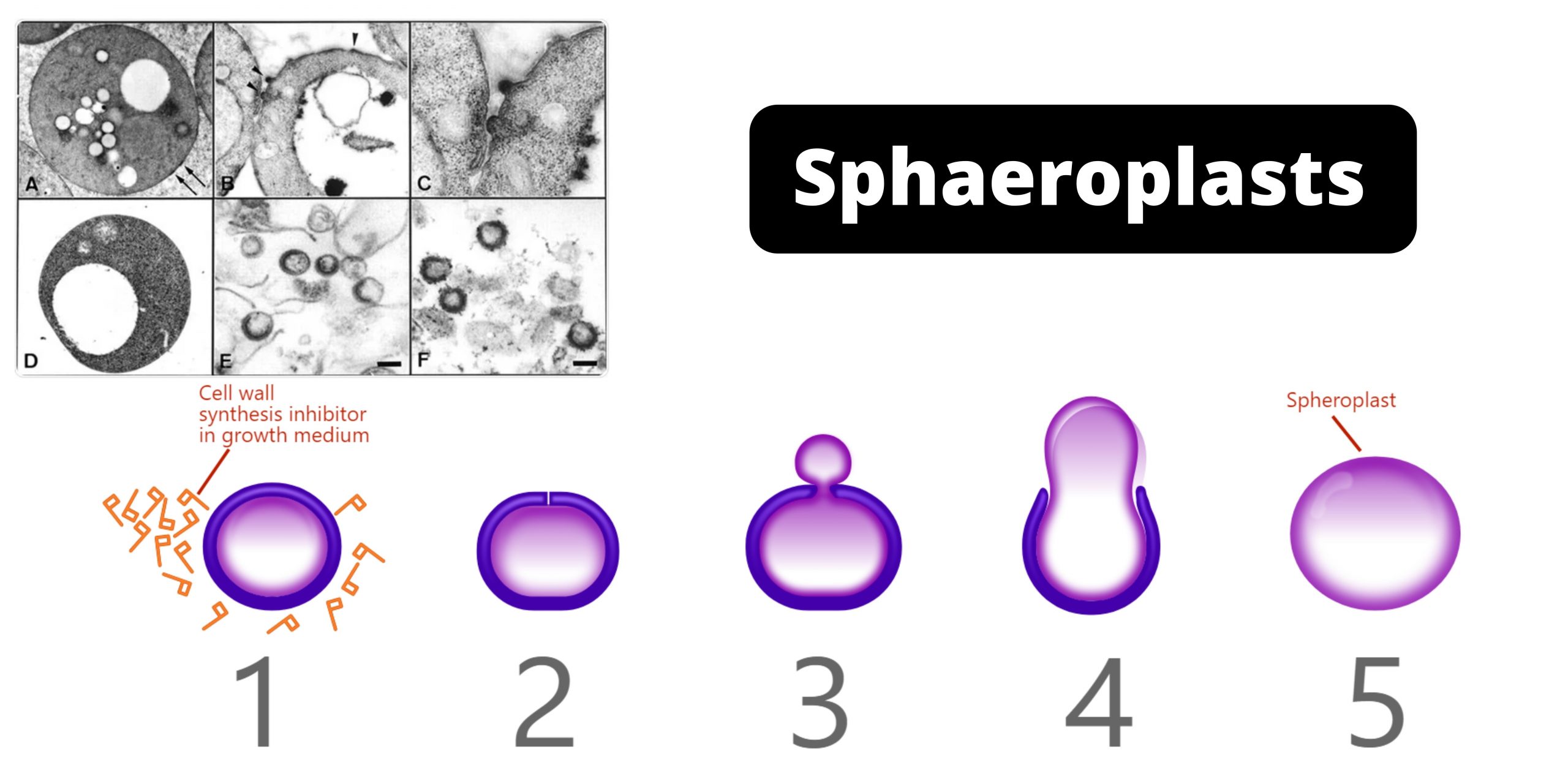 Sphaeroplasts - Definition, Formation, Applications