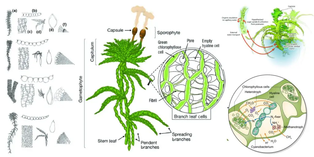 Sphagnum - Habit, characteristics, structure, reproduction - Biology ...