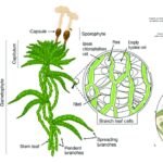 Sphagnum - Habit, characteristics, structure, reproduction