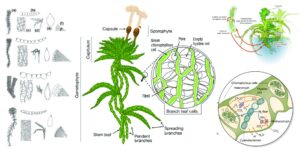Sphagnum – Habit, characteristics, structure, reproduction
