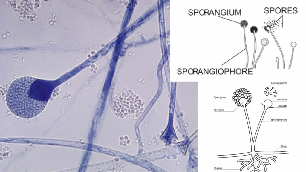 Sporangium - Definition, Characteristics, Structure, Importance ...