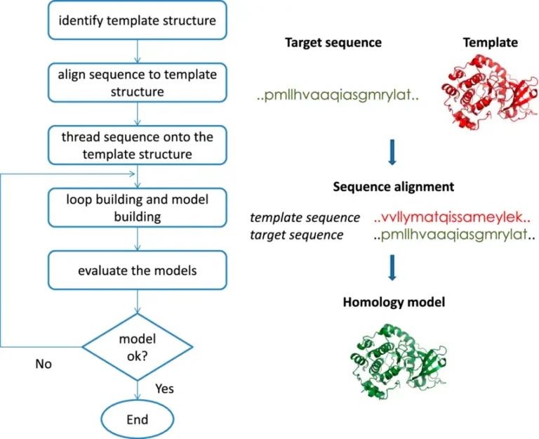Homology Modeling - Definition, Steps, Diagram, Applications