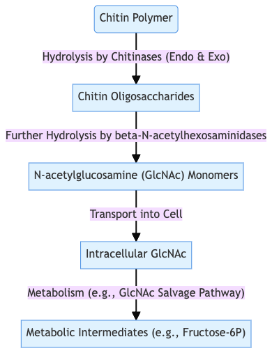 Microbial Degradation of Chitin - Microorganisms, Enzymes, Steps, Mechanisms 4 Steps of chitin degradation