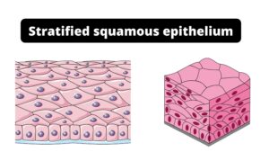 Stratified squamous epithelium – Function, Definition, Location, Types.