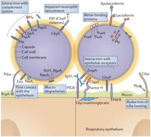 Streptococcus pneumoniae – Habitat, Morphology, Genomes