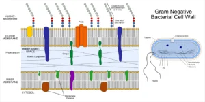 Gram-Negative Bacteria – Structure, Characteristics, Examples