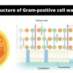 Structure of Gram-positive cell wall
