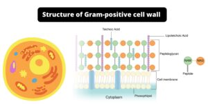 Structure of Gram-positive Cell Wall