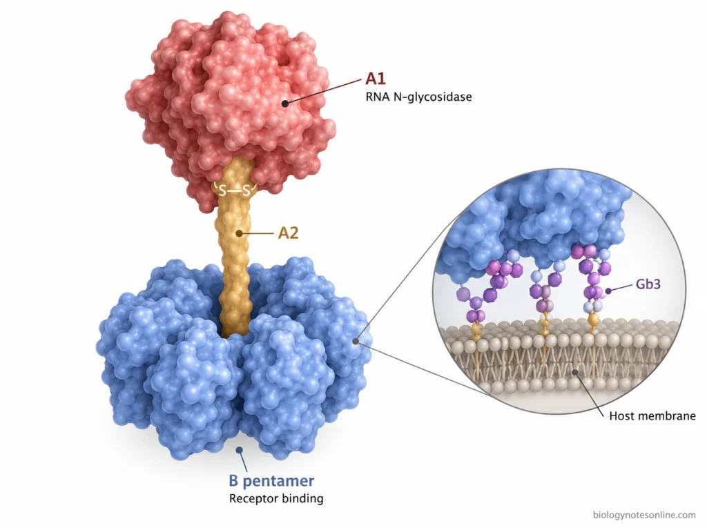 Shiga toxin AB5 structure showing the catalytic A1 region, A2 connector, five-membered B pentamer and B-subunit binding to Gb3 on a host membrane.