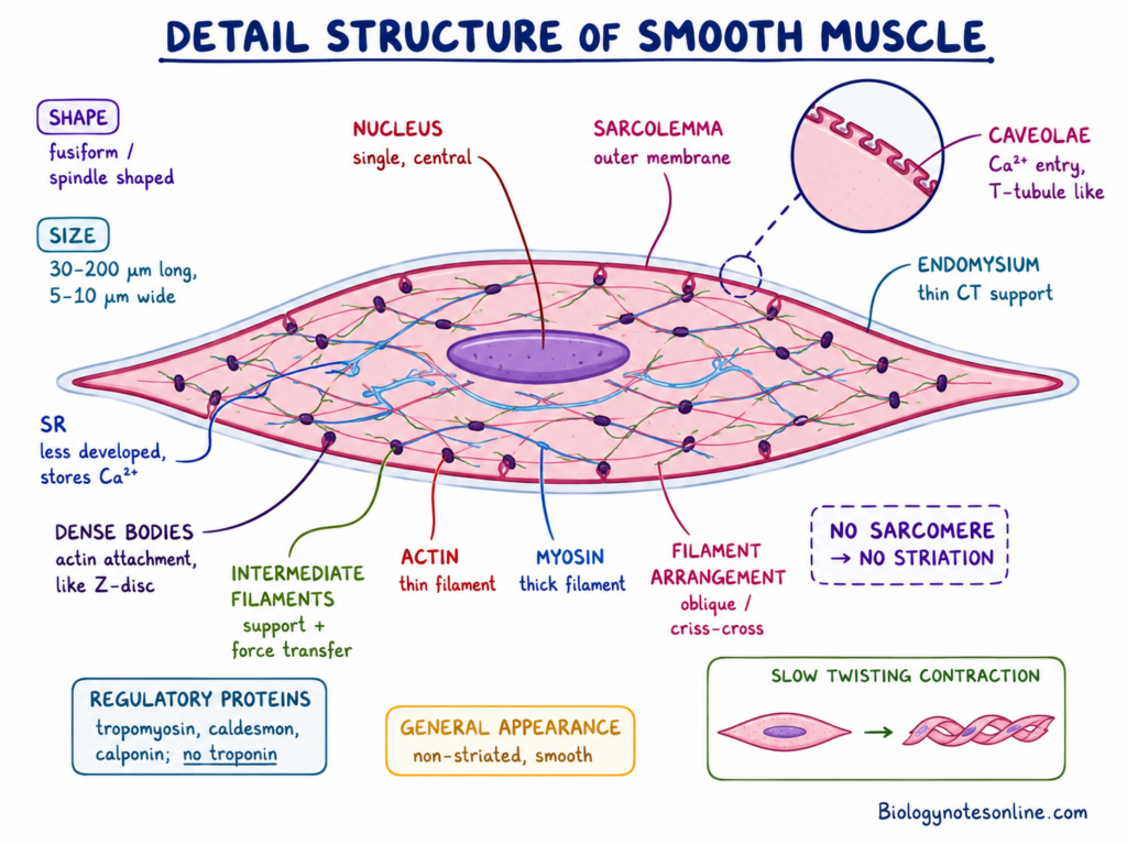 Structure or Anatomy of Smooth Muscle