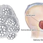 Submandibular Gland - Definition, Structure, Functions