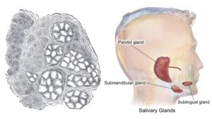 Submandibular Gland – Definition, Structure, Functions