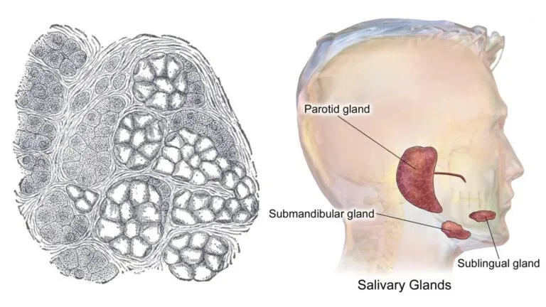 Submandibular Gland - Definition, Structure, Functions