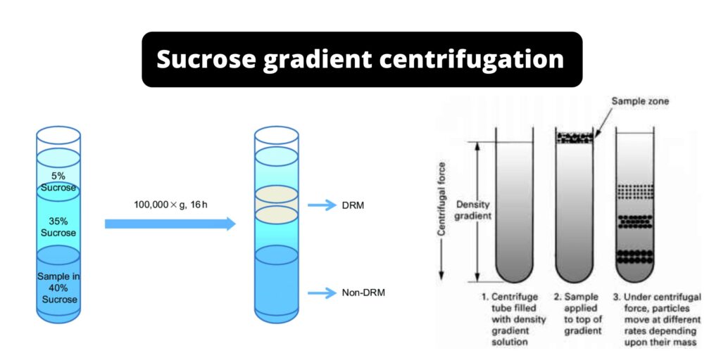 Sucrose Gradient Centrifugation Biology Notes Online Sucrose Gradient Centrifugation Biology Notes Online