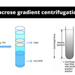 Sucrose Gradient Centrifugation