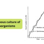 Synchronous Culture - Definition, Methods, Application.