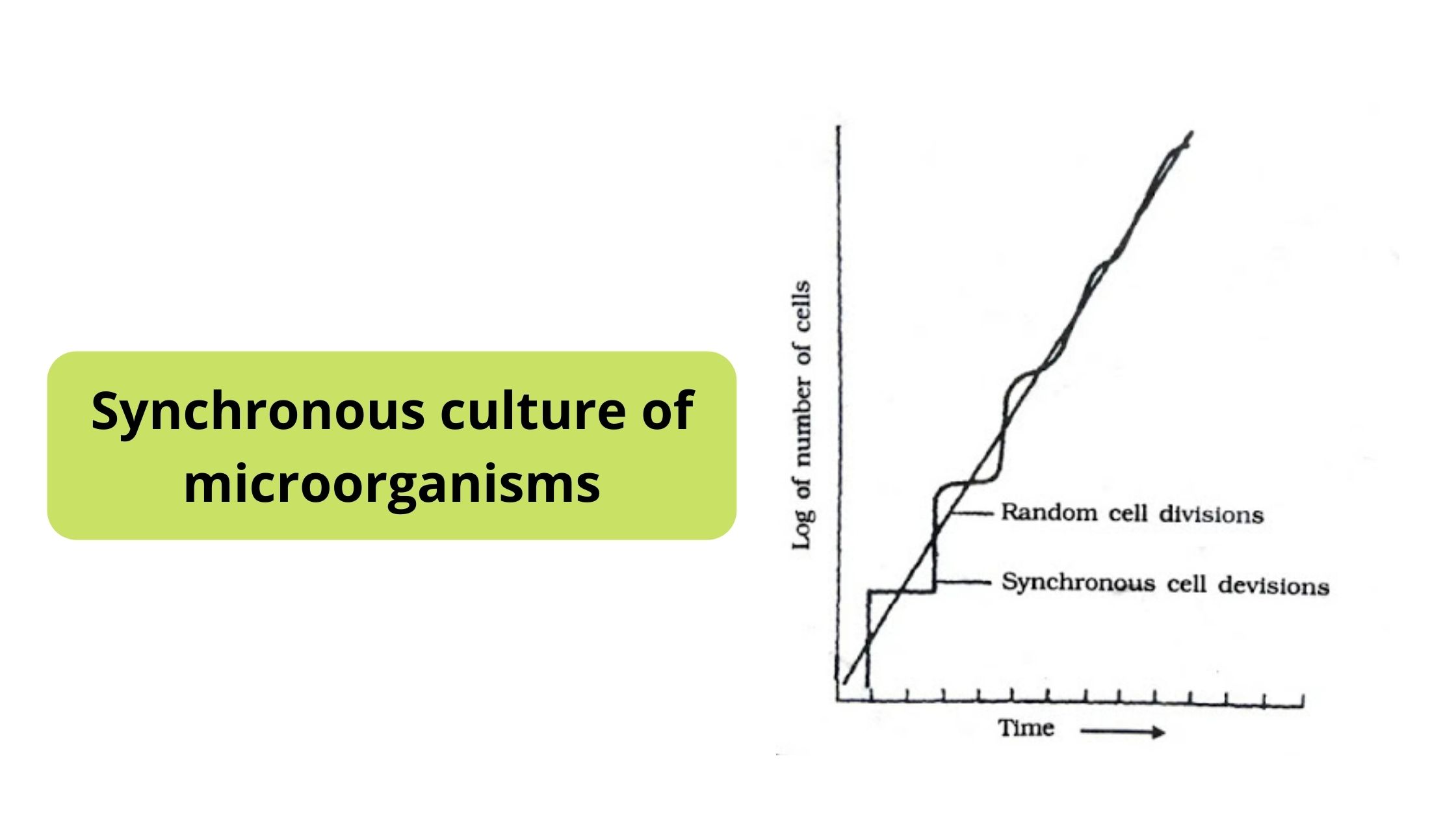 Synchronous Culture - Definition, Methods, Application.