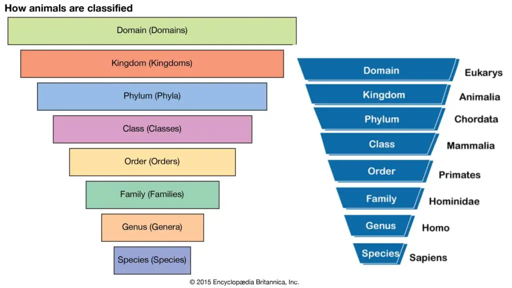 Taxonomy - Definition, Hierarchy, Example, Importance - Biology Notes ...