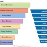 Taxonomy - Definition, Hierarchy, Example, Importance