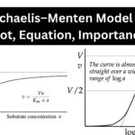 The Michaelis–Menten Model and its Plot, Equation, Importance