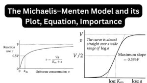 The Michaelis–Menten Model and its Plot, Equation, Importance