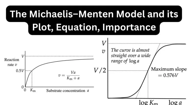 The Michaelis–Menten Model and its Plot, Equation, Importance