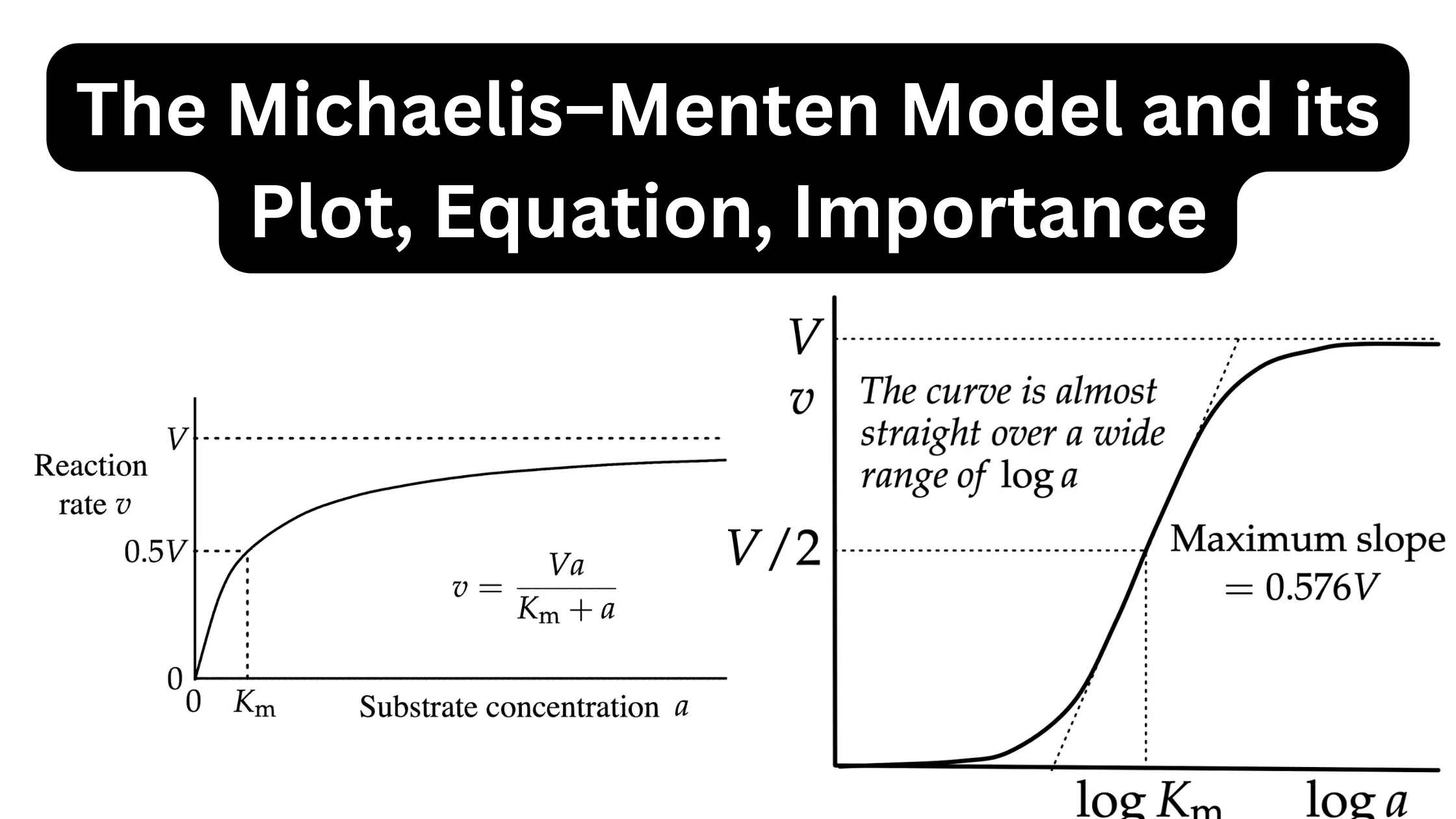 The Michaelis–Menten Model and its Plot, Equation, Importance