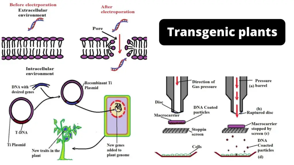 Transgenic Plants - Examples, Definition, Procedure, Application ...