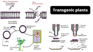 Transgenic Plants – Examples, Definition, Procedure, Application