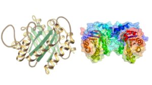 Triosephosphate Isomerase – Definition, Structure, Mechanism, Functions
