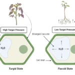 Turgor Pressure - Definition, Mechanism, Functions