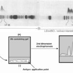 Two-Dimensional (Crossed) lmmunoelectrophoresis (2D)